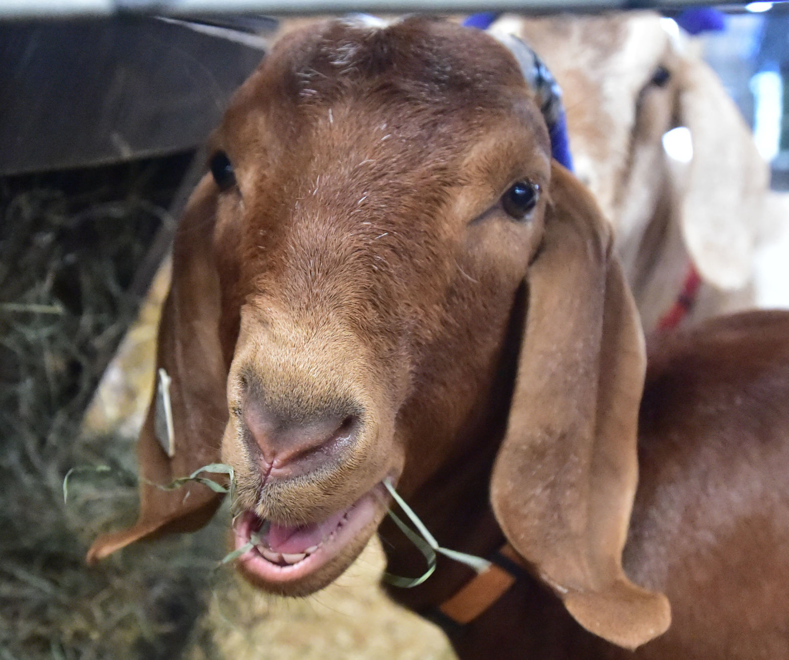 Washington County Fair
